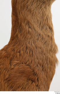 European roe deer neck 0012.jpg